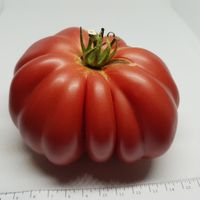 Inzir rosovyj - Fikon rosa